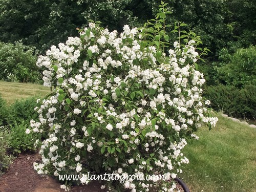 Minnesota Snowflake Mockorange (Philadelphus x virginalis)  
Lots of flowers when in bloom.
(end of June)